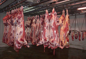 CÁMARA REFRIGERACIÓN Mavicar matadero del polígono de las Arobias en Avilés