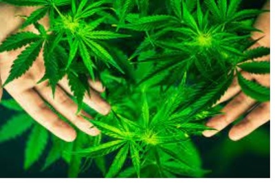 INCAUTADA UNA PLANTACIÓN DE DROGA EN EL POLÍGONO DE FALMURIA