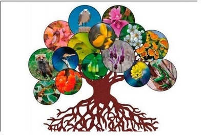 DÍA INTERNACIONAL DE LA DIVERSIDAD BIOLÓGICA DÍA INTERNACIONAL DE LA DIVERSIDAD BIOLÓGICA