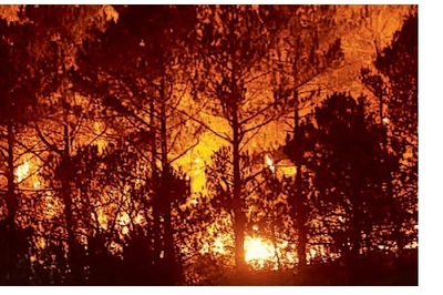 DÍA MUNDIAL DE LA PREVENCIÓN DE INCENDIOS FORESTALES DÍA MUNDIAL DE LA PREVENCIÓN DE INCENDIOS FORESTALES
